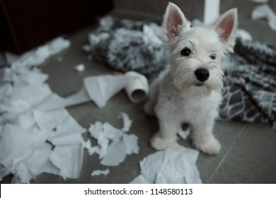 Guilty dog puppy west highland white terrier tore toilet paper roll while playing game home alone