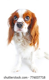 Guilty Face. Dog With Guilty Face On Isolated White Studio Background.