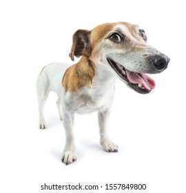 Guilty Funny Dog Face. Pet Standing On White Background. 