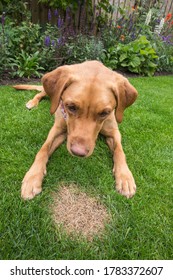 A Guilty Looking Pet Dog Sitting Next To A Burnt Patch Of Dead Grass Caused By Excessive Amounts Of Nitrogen In Dog Urine With Copy Space