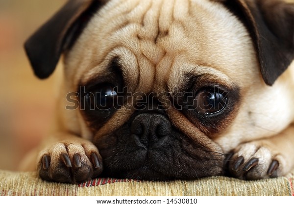 Guilty Pug staring at the camera.