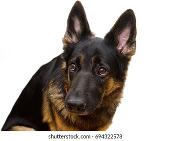 Guilty Or Scared German Shepherd Looking Up (selective Focus On The Dog Eyes) Isolated On White