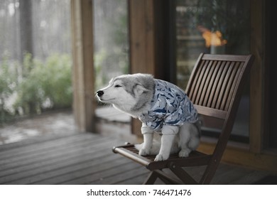 Guilty Siberian Husky Pup In A Shark Shirt Ion A Chair