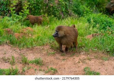 Guinea Baboon In Cabarceno Nature Park, Cantabria, Spain.