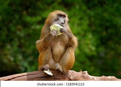 Guinea baboon, Papio papio, monkey from Guinea, Senegal and Gambia. Wild mammal in the nature habitat. Monkey feeding fruits in the gren vegetaton. Wildlife nature in central Africa.