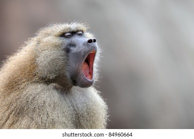 Guinea Baboon (Papio papio) yawning