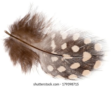 Guinea Fowl Feather Isolated On White