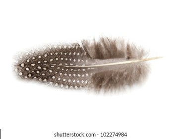 Guinea Fowl Feather On White Background