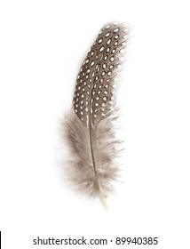 Guinea Fowl Feather On White Background