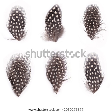 Guinea fowl feathers set isolated on white background