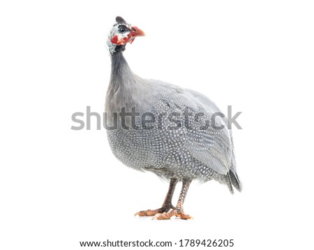 guinea fowl isolated on white background.