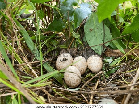 A guinea fowl and a little snail perched on an egg in the grass.
