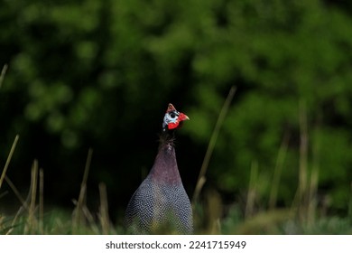 guinea fowl,  Native to Africa, it is one of the oldest poultry.