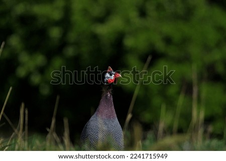 guinea fowl,  Native to Africa, it is one of the oldest poultry.
