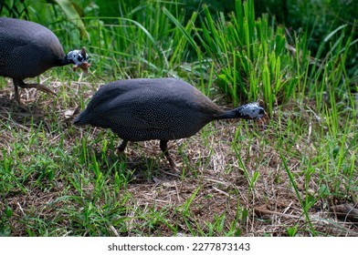 guinea fowl (Numida Meleagris), a chicken with a characteristic black plumage with small white spots. was looking for food in the grass. - Shutterstock ID 2277873143