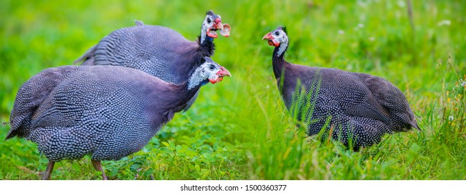 Guinea Fowl - Numida Meleagris F. Domestica