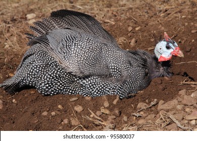 Guinea Fowl Taking A Dust Bath With Ruffled Feathers