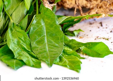 Guinea Hen Weed Petiveria Alliacea Known Stock Photo 1392536960 ...