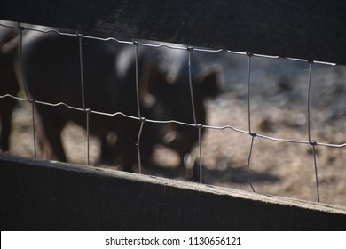 Guinea Hog In Fence
