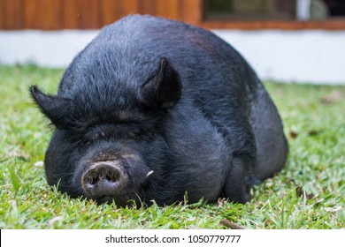 Guinea Hog Laying In Grass