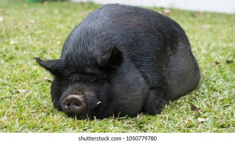 Guinea Hog Laying In Grass