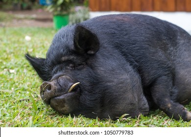 Guinea Hog Laying In Grass