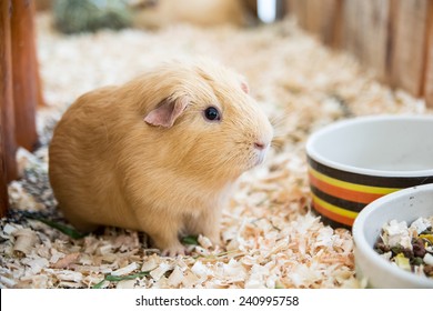 Guinea Pig