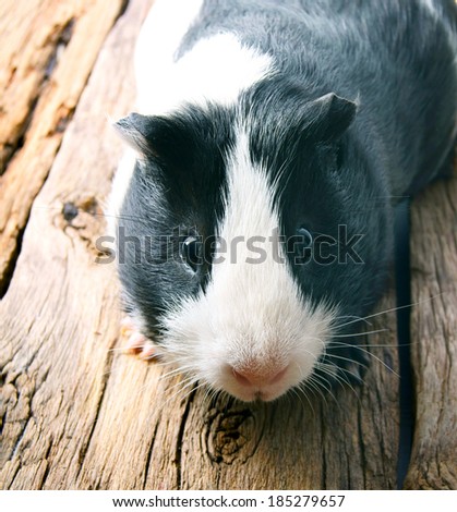 Similar – Image, Stock Photo White hamster eating