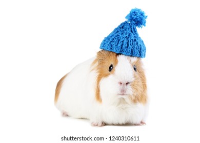 guinea pig hat