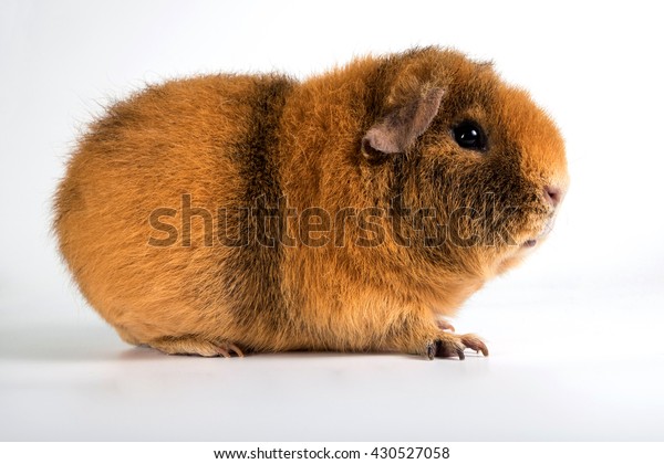 Guinea Pig Breed Us Teddy Stock Photo Edit Now 430527058