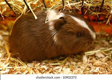 Guinea Pig In Cage