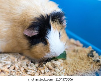 Guinea Pig In A Cage