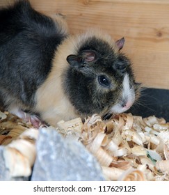  Guinea Pig In The Cage