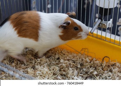 how to get a guinea pig to drink water