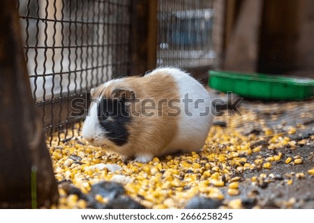 A guinea pig in a cage eats corn