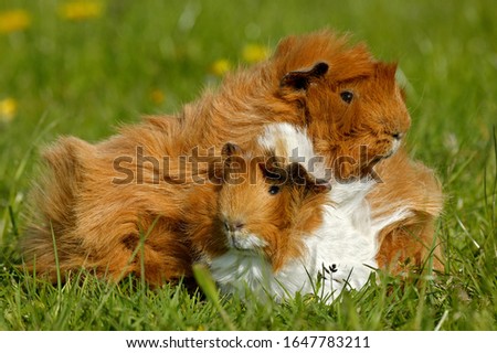 Similar – Foto Bild Collie Hündin mit Frischling