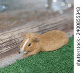 guinea pig or Cavia porcellus or cavy guinea pig on the artificial green mat