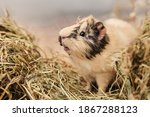 Guinea pig Cavia porcellus is a popular pet. The rodent sits among the hay and eats grass. Guinea pig studio portrait, animal care concept.