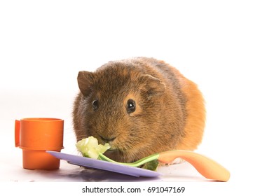 Guinea pig (Cavy) eats cucumber on white background