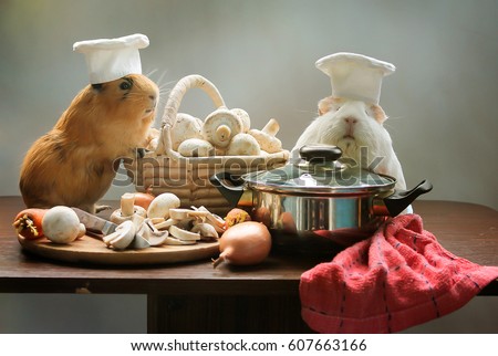 Guinea pig chef cooking in animal kitchen