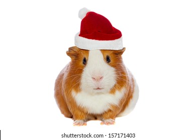 christmas guinea pigs