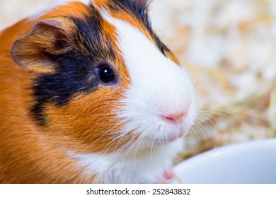 Guinea Pig Closeup. House Favourite