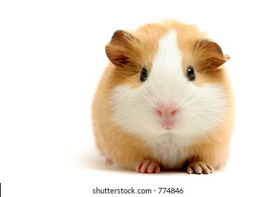 guinea pig closeup shot over white - Powered by Shutterstock