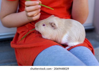 Guinea pig comfortably sitting on girl's laps.
