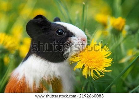 Guinea pig with a dandelion flower in summer