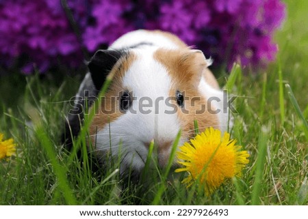 Guinea pig with dandelion and purple flower