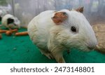 The guinea pig or domestic guinea pig