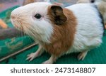 The guinea pig or domestic guinea pig