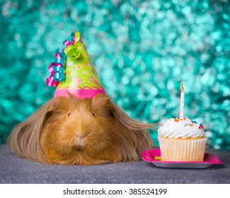 party hats for guinea pigs