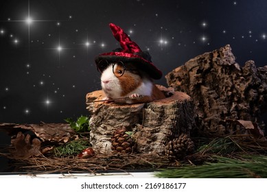 Guinea pig dressed as a wizard